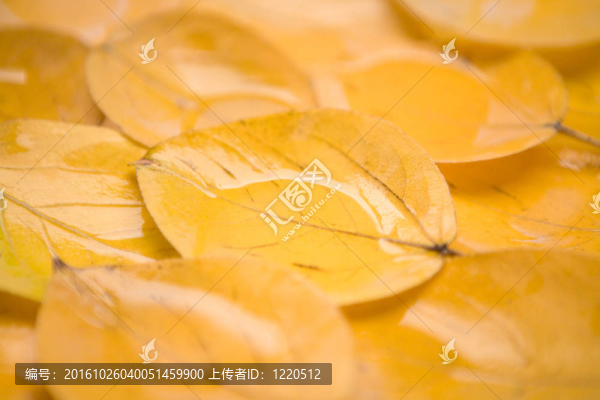 橙葉