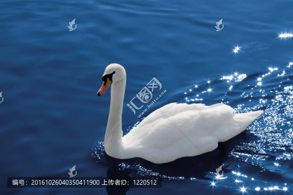 反射星上的天鵝