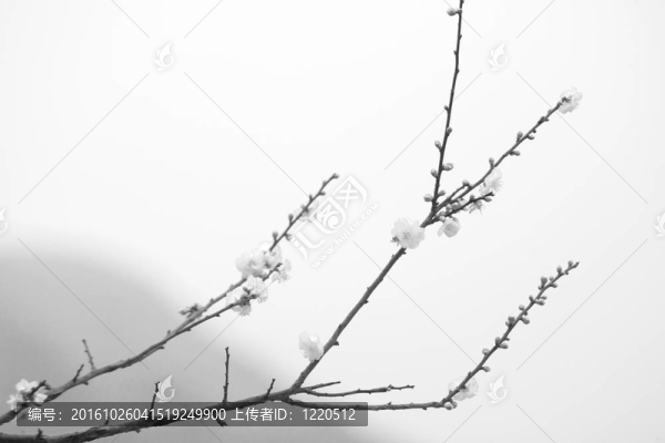 櫻花