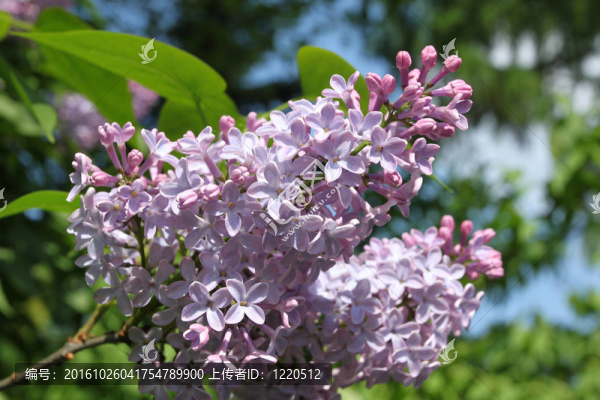 丁香花