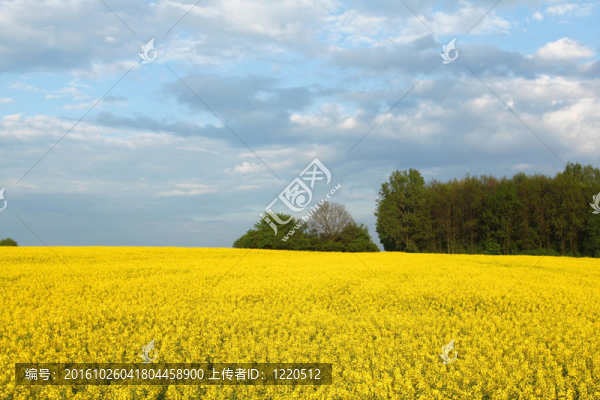 豐富多彩的春天的風(fēng)景