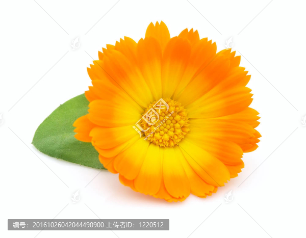 金盞花