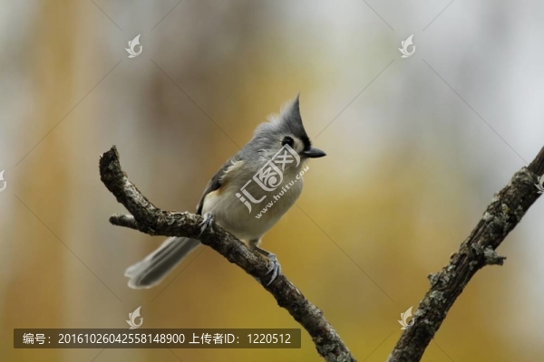 毛冠山雀