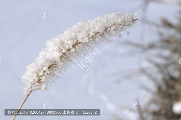 Frost觀賞草