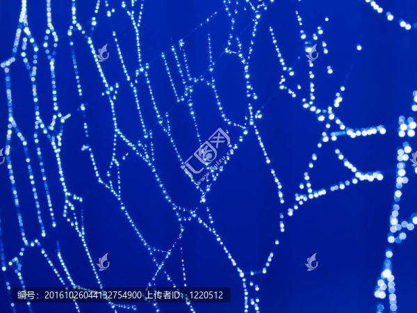 Bluetone,Spider的網(wǎng)頁摘要與波光粼粼的露珠選擇性聚焦