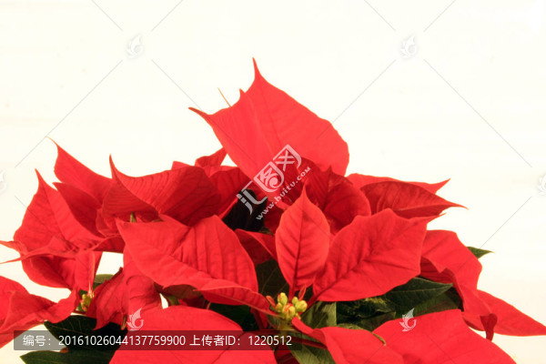一品紅