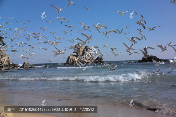 飛翔的海鷗