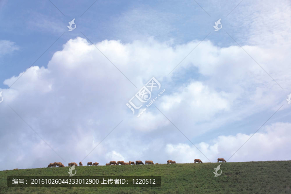 牛群