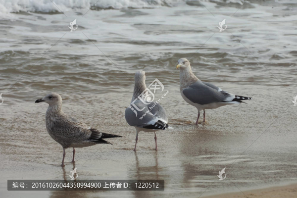 飛翔的海鷗