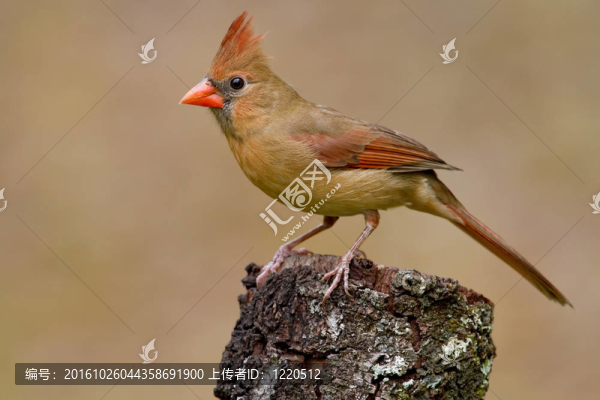 北美紅雀（紅雀紅雀）