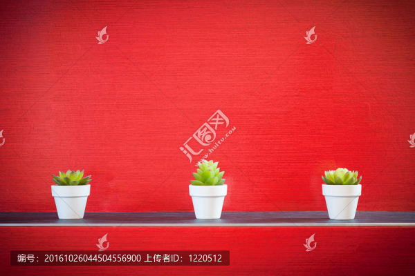 紅墻前的三株小植物
