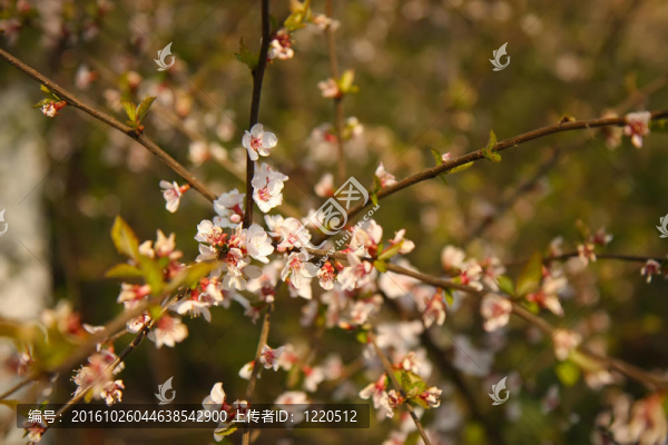 蘋果樹開花