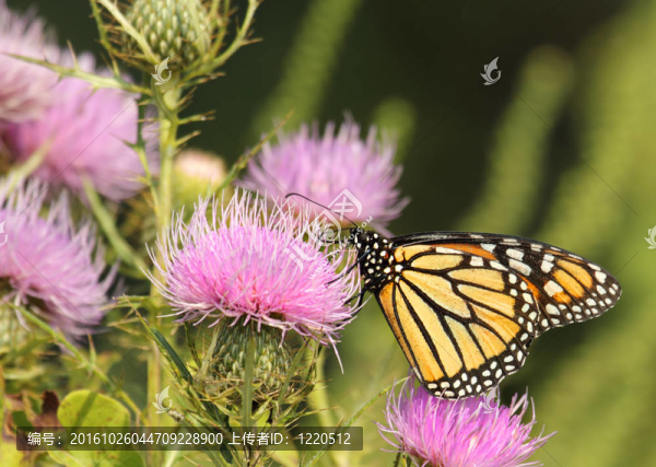 帝王蝶；Danaus,plexippus