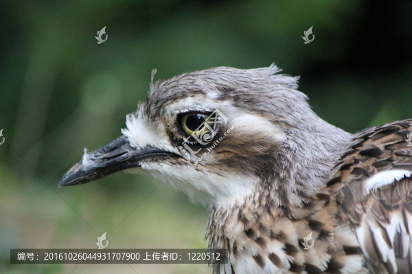 鳥之眼