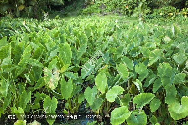 田間種植的一種植物
