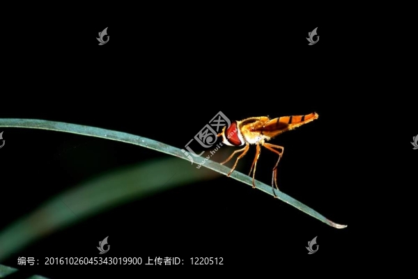 昆蟲飛宏