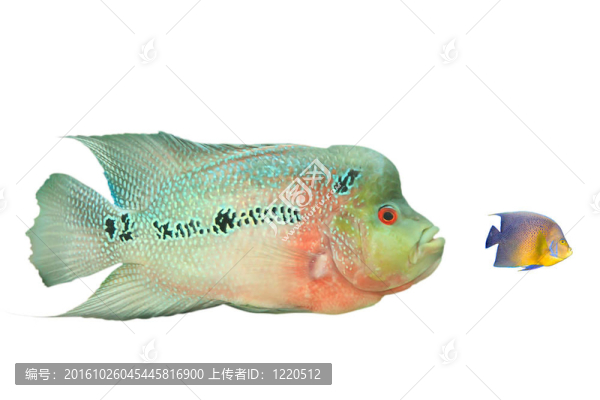 大吃小的