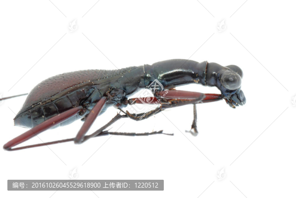 昆蟲甲蟲分離