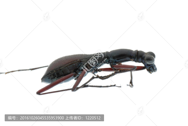 昆蟲甲蟲分離