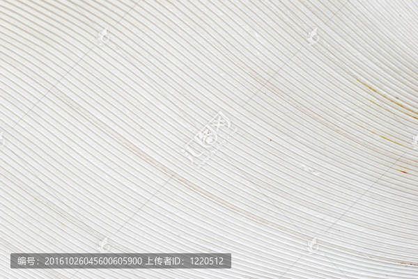 白色羽毛背景
