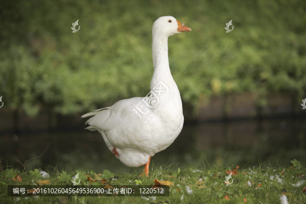 國內(nèi)的白鵝
