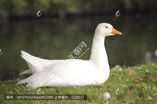 國內(nèi)的白鵝