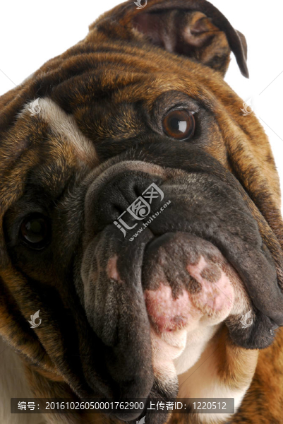 斗牛犬的頭部