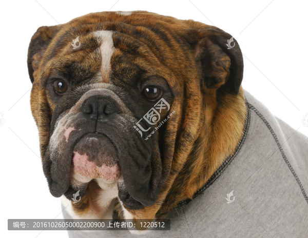 英國斗牛犬