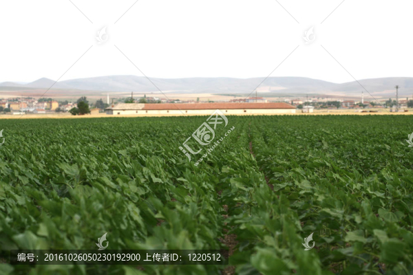 田野里的馬鈴薯開花了