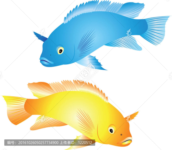 慈鯛向量