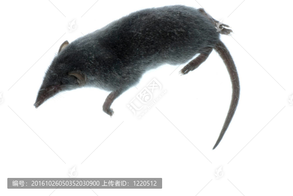哺乳動物鼩鼠