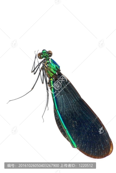 蜻蜓