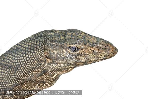 爬行動物動物監(jiān)視器白色蜥蜴