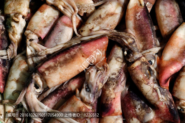 魷魚