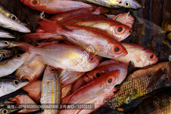 大眼魚