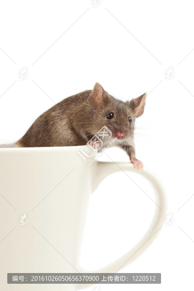 咖啡杯上的老鼠