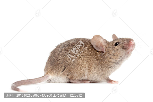 小白鼠封閉孤立的小鼠