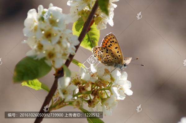 蝴蝶花