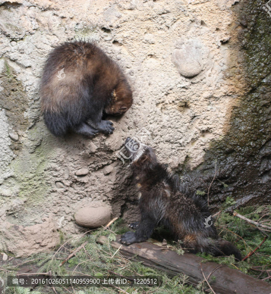 沃略日訥。瓦城西北野生動物園照片。