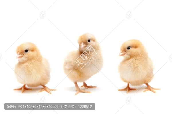 白色的小雞雞