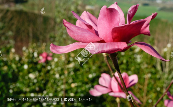 花；粉紅色木蘭。