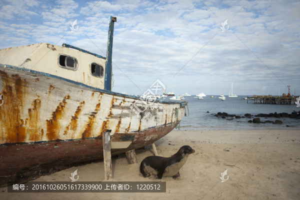 海濱沙灘上的獅子