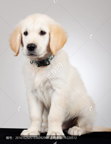 悲傷的labdrador獵犬