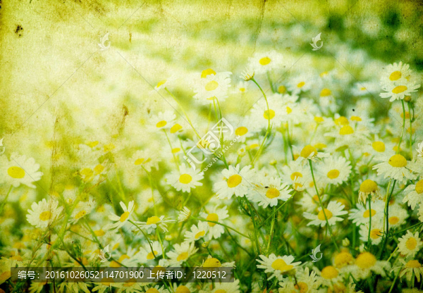 camomiles