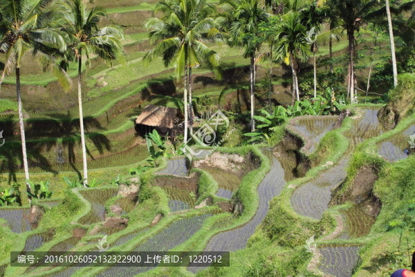 Rice梯田