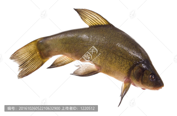 丁