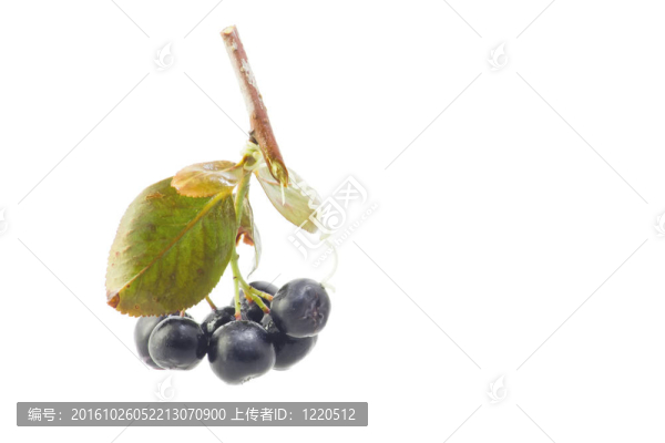 黑chokeberry黑果腺肋花楸特寫