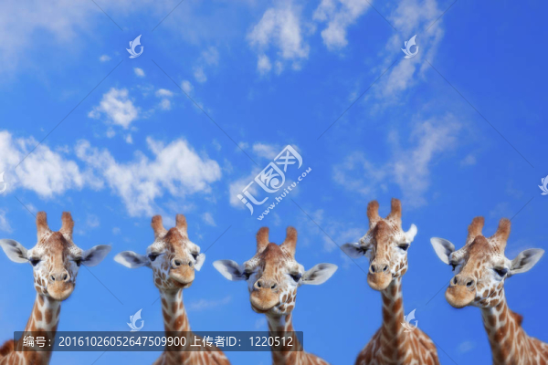 長頸鹿