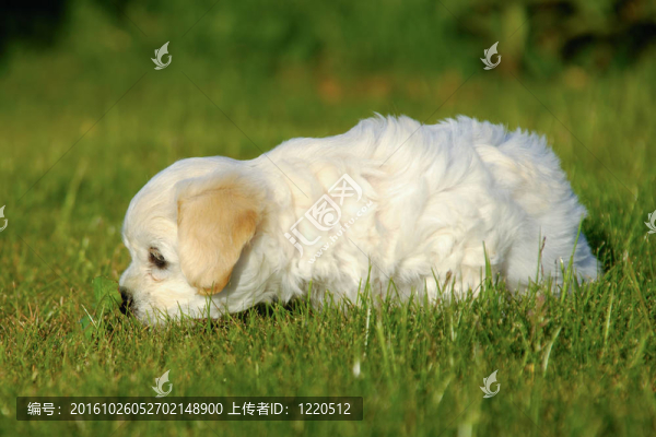 havanais比熊幼犬