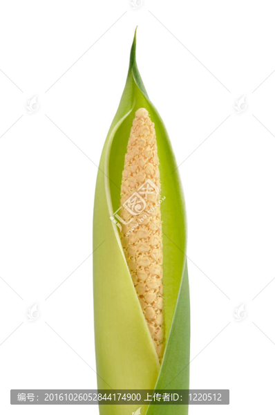 花葉萬年青的花